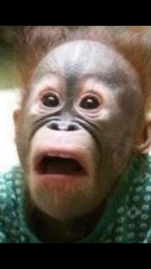 Pepper Schnauzer tweet media