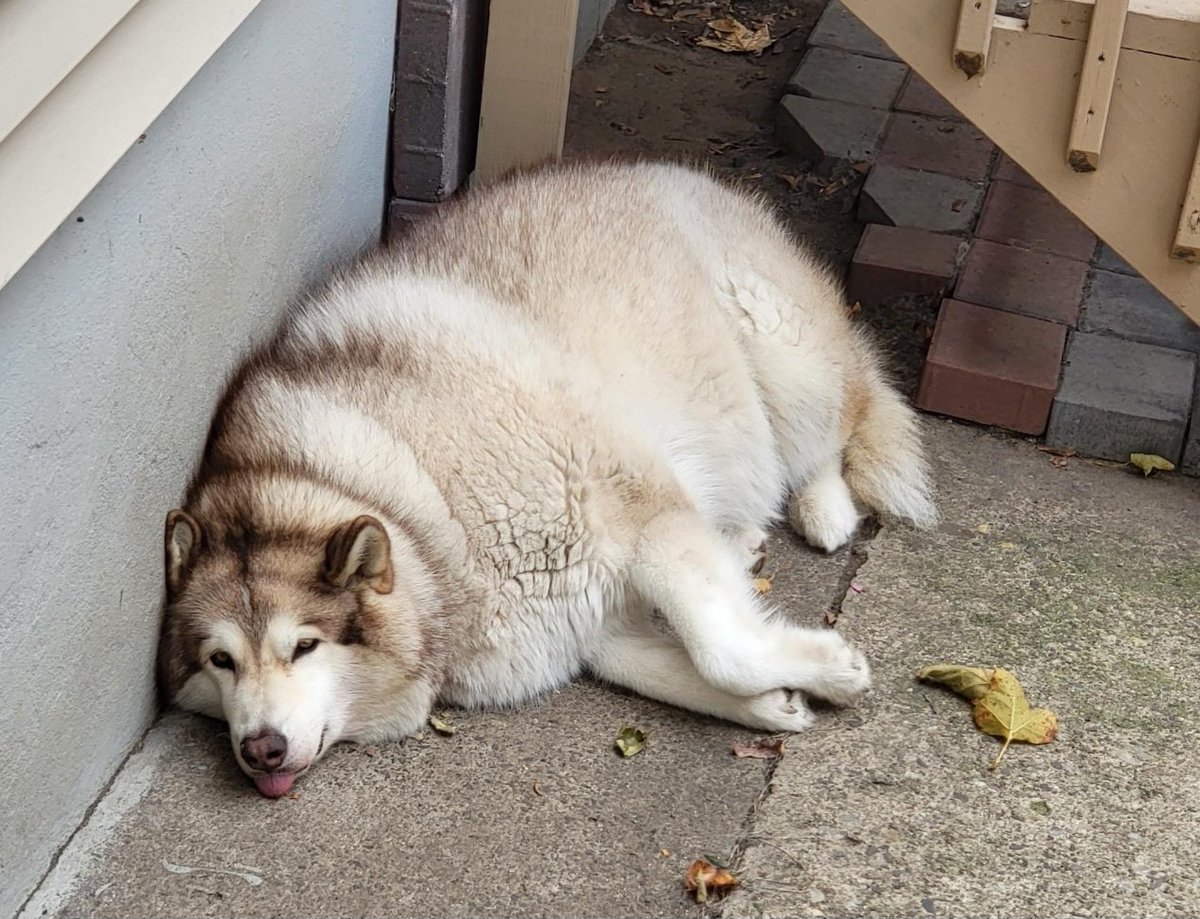 MMA Dingus tweet media