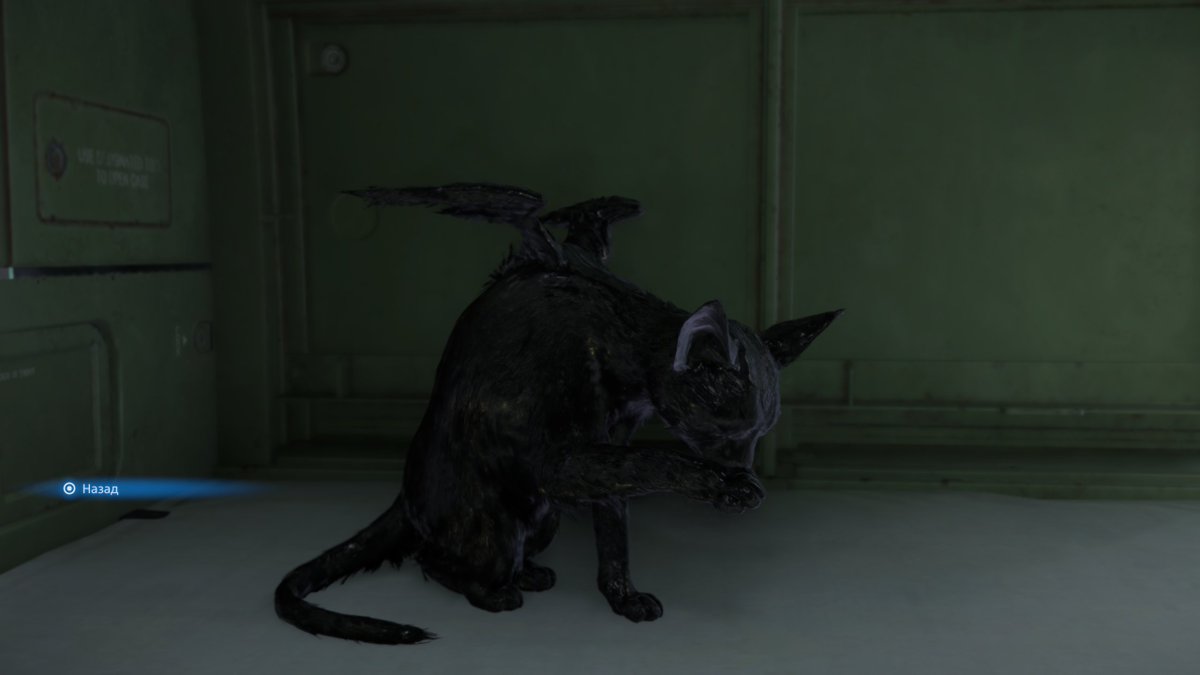 Chief Big Bauer 🐪 tweet media