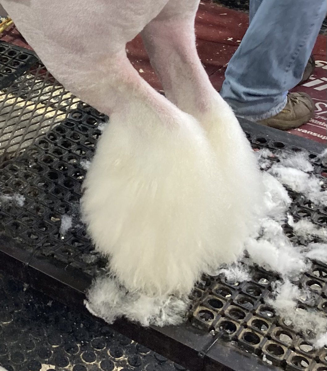 Lamb / Airy 🐑🪶🔜 TFF tweet media