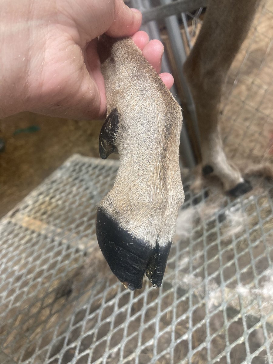 Lamb / Airy 🐑🪶🔜 TFF tweet media