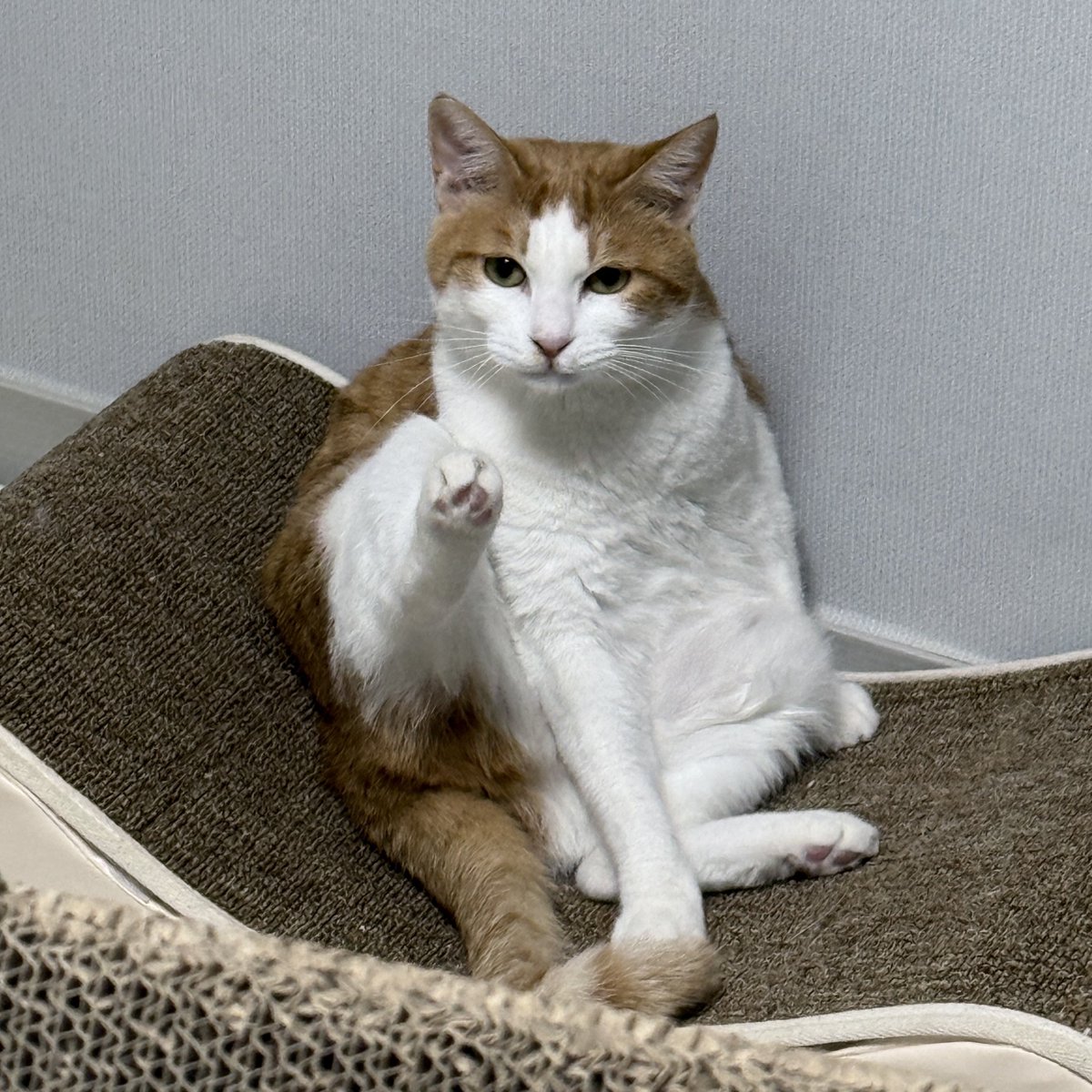 보광동 고양이들 tweet media