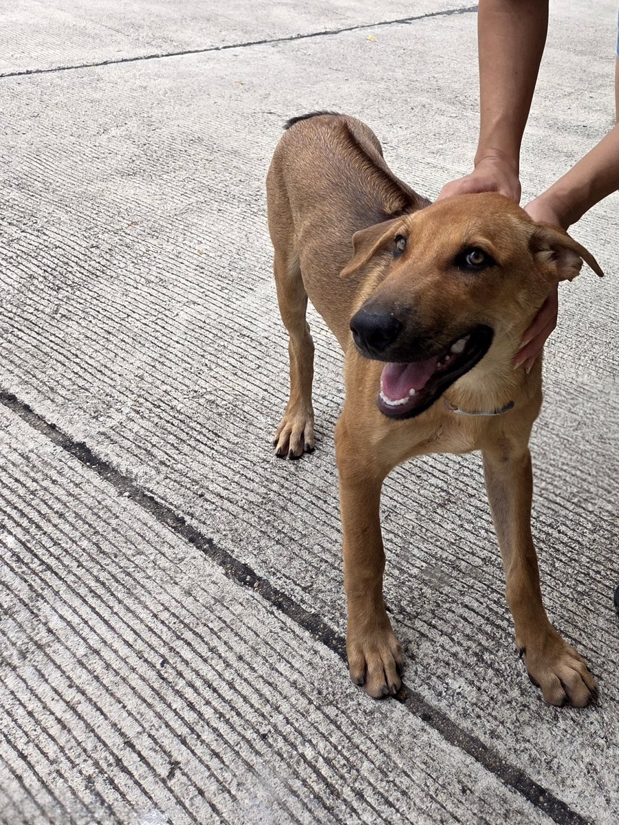 FattyNatsu tweet media