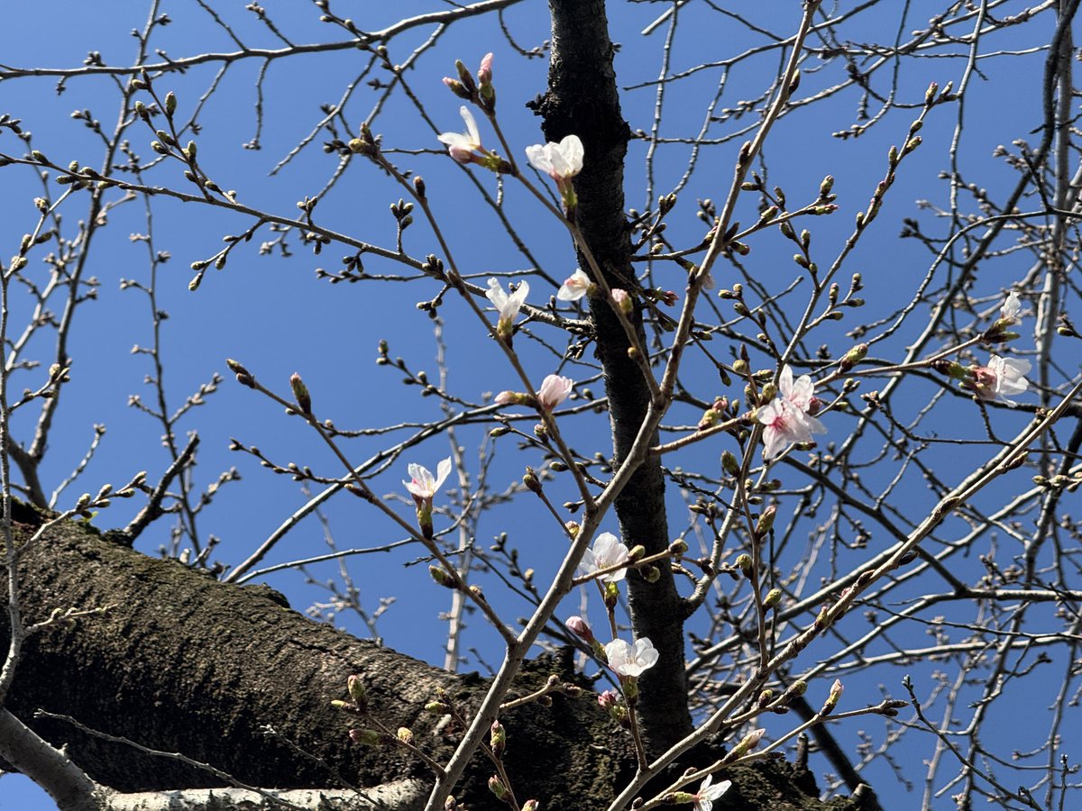 kumamoto_castle's tweet photo. 3月23日(月)の「桜日記」です。
天守閣前の桜が咲き始めました〜！！ https://t.co/QnDaLuNISD
