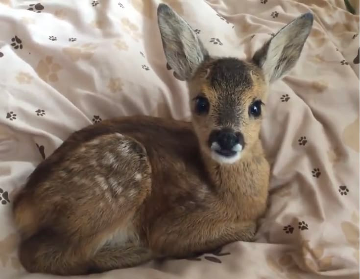 ᅠᅠ ᅠᅠ ᅠᅠ ᅠᅠ ᅠᅠ ᅠᅠ 𝑪𝐄𝐑𝐕𝖎ᴰ͟ᴬ͟ᴱ. 𐂂 tweet media