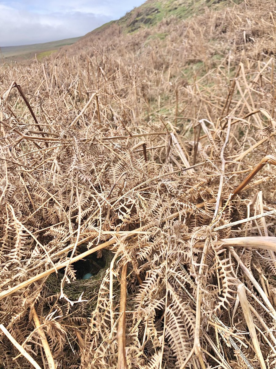 Dr Cherry Picker tweet media