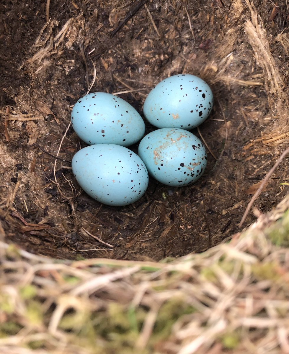 Dr Cherry Picker tweet media