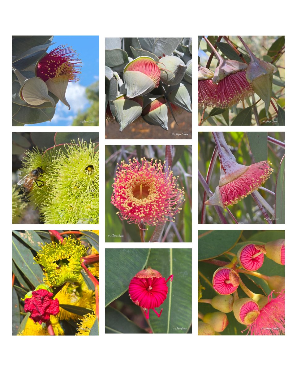 Into Nature Photography with Jorja tweet media