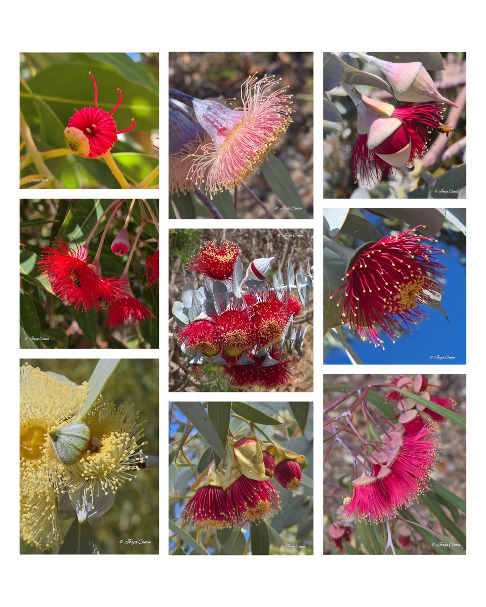 Into Nature Photography with Jorja tweet media