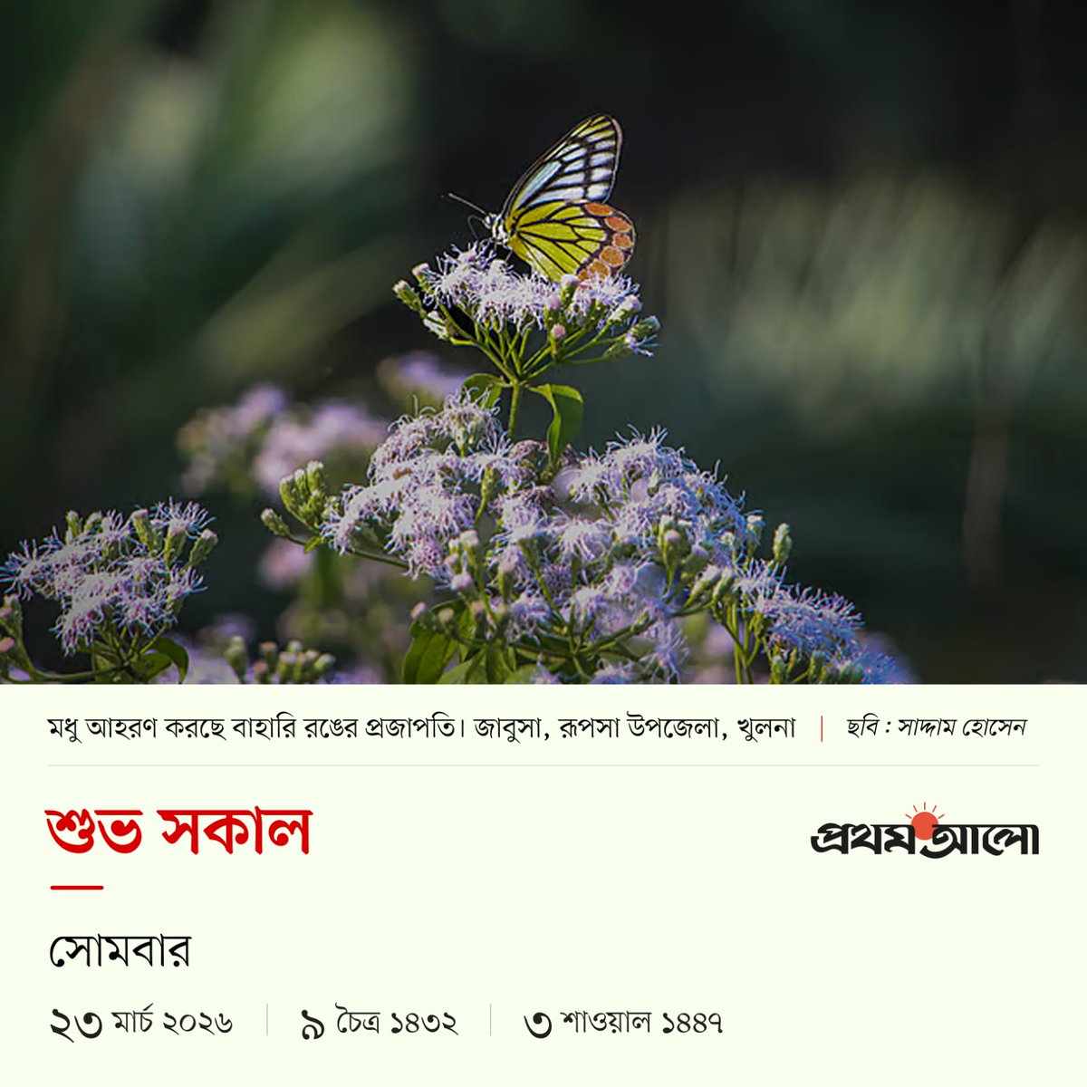 Prothom Alo tweet media