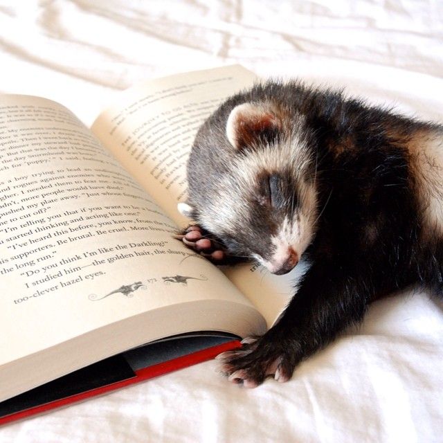 Ferret Every Hour tweet media