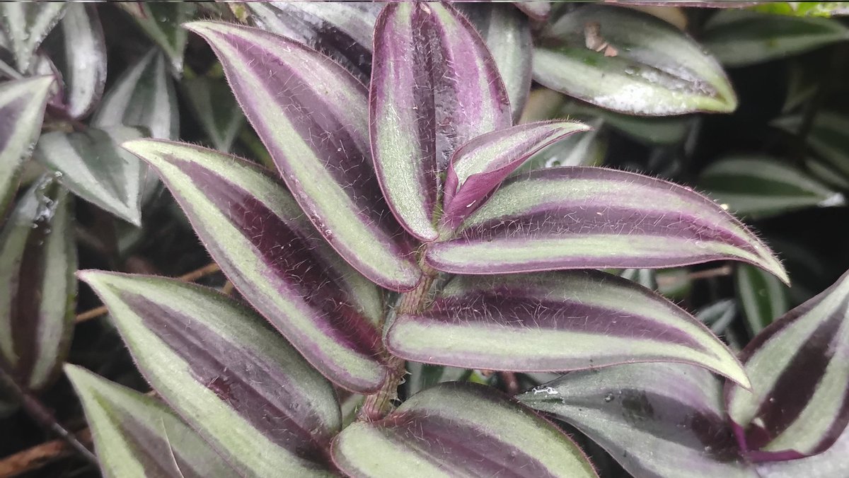 Tydyn Rain St. Clair tweet media