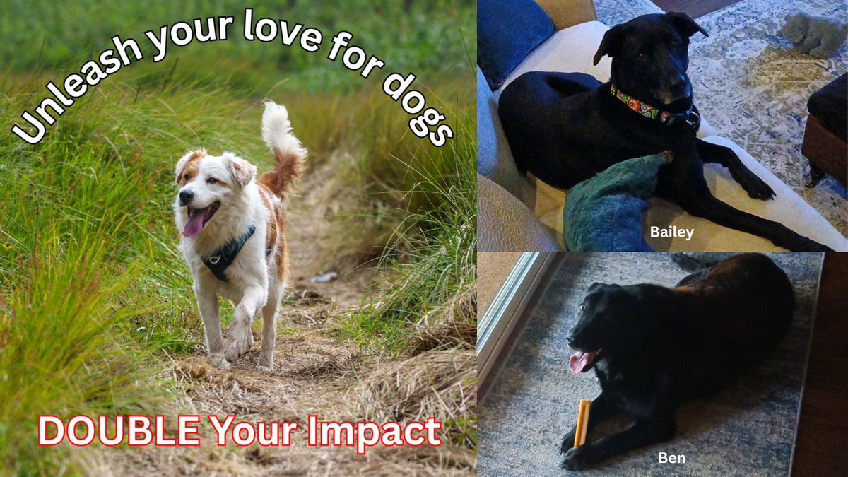 ForTheLoveAlex's tweet photo. DOG LOVERS - DOUBLE YOUR DONATION! 🐶🐶 Two donors will match every dollar up to $5,000! 🙌 Help us reach $10,000 to save more pups. "Unleash" your love here: https://t.co/woRRhI0tLV #fortheloveofalex #DoubleImpact #donate #dogs #doglovers https://t.co/zJbiiKJE5M