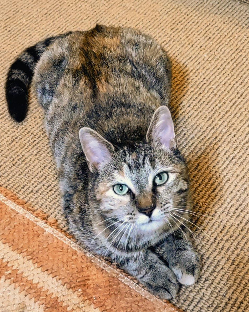 Lost Dog & Cat Rescue tweet media