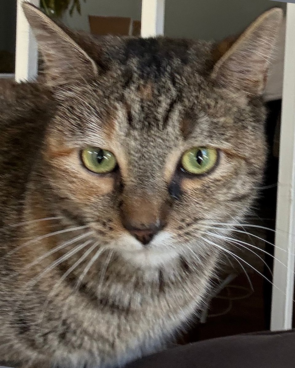 Lost Dog & Cat Rescue tweet media