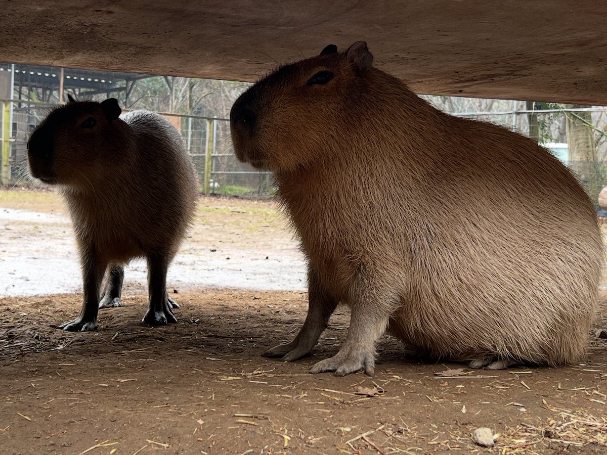 袖ケ浦ふれあいどうぶつ縁 tweet media