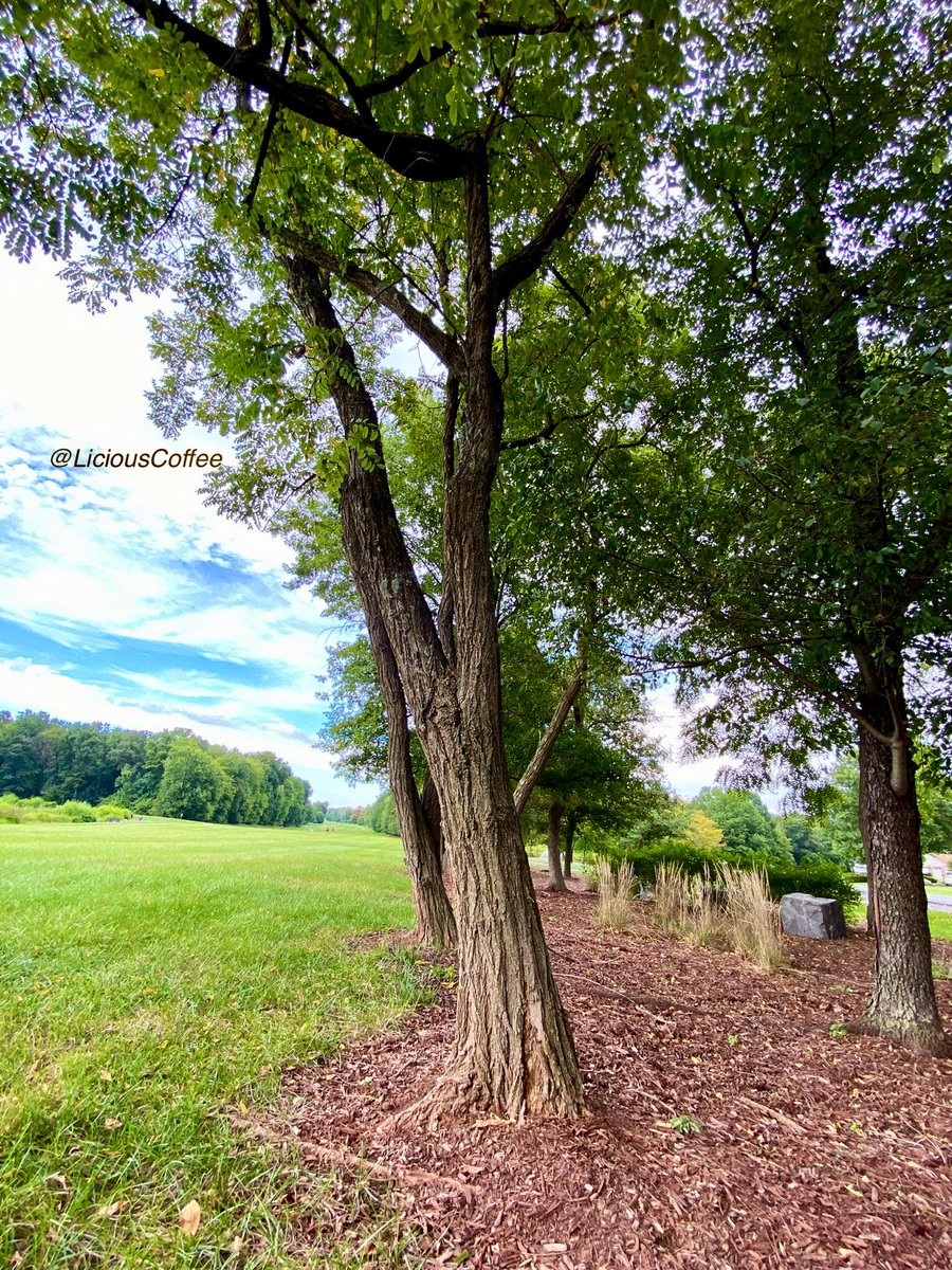 CoffeeLiciousLady tweet media