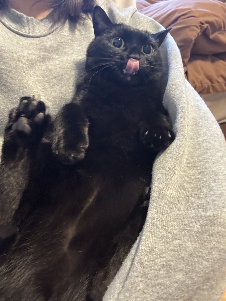 黒猫あさり tweet media