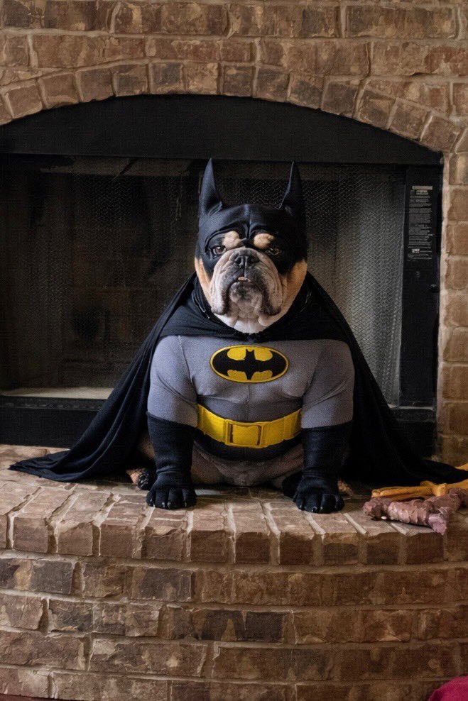 Harley 🌈, Zeke, Kash & Rocco tweet media