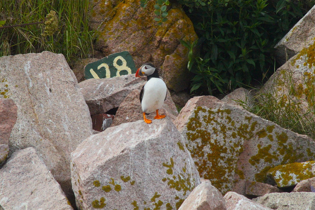 Puffins Daily tweet media