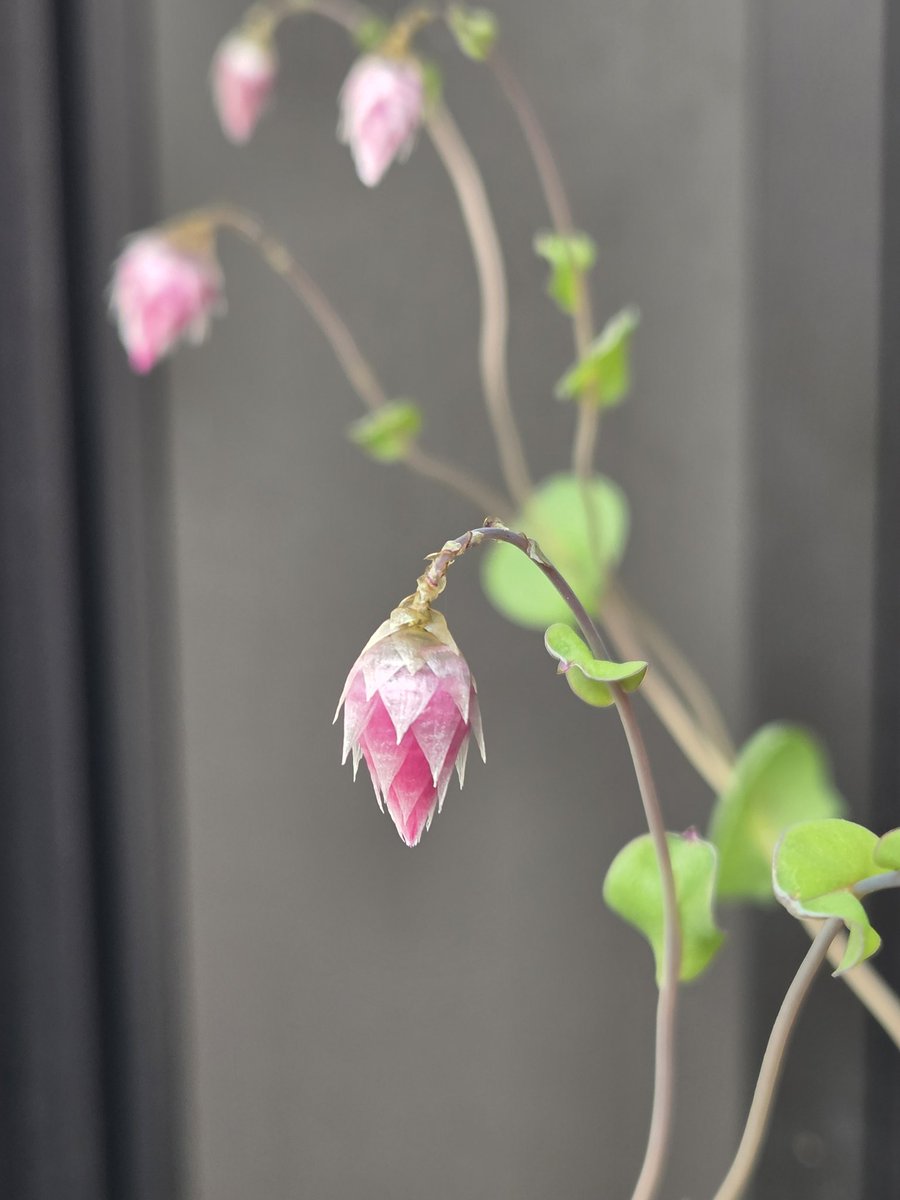去年お迎えした大好きなローダンセ
花壇に蒔いた種はダメだったのに、そのまま鉢土に置いていた花殻から芽が出て蕾がつきました
どうしてほしいのかよくわからないけど、でも嬉しい😃💕