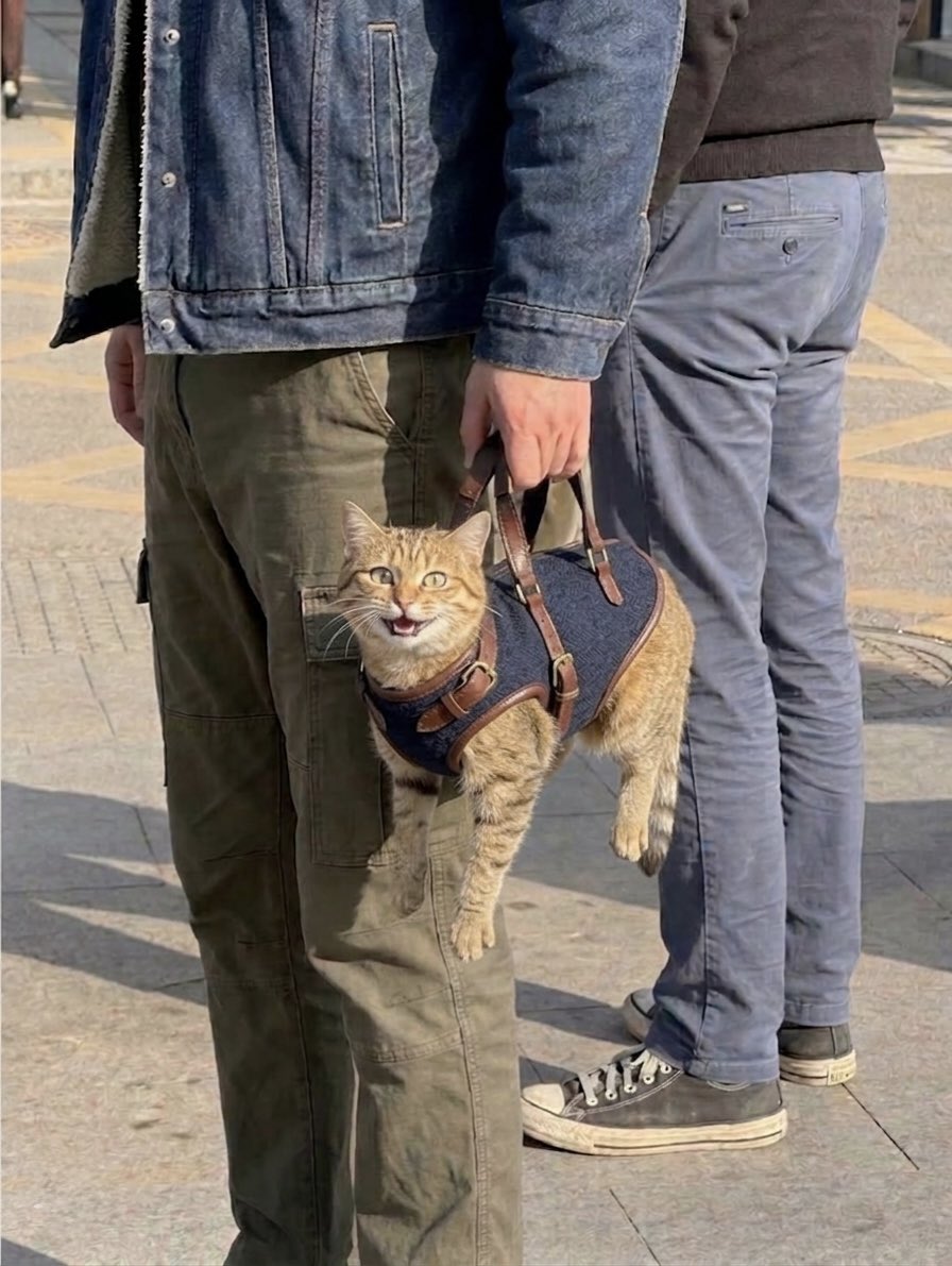 cat memes tweet media