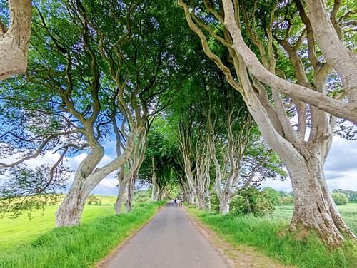 BaSnorkel's tweet image. Dark Hedges is an instagrammable place in Northern Ireland. Filmed here were King's Road in Game of Thrones, and Transformers movie The Last Knight. It is known for its weird looking trees. #DarkHedges #NorthernIreland backpackandsnorkel.com/Northern-Irela…
