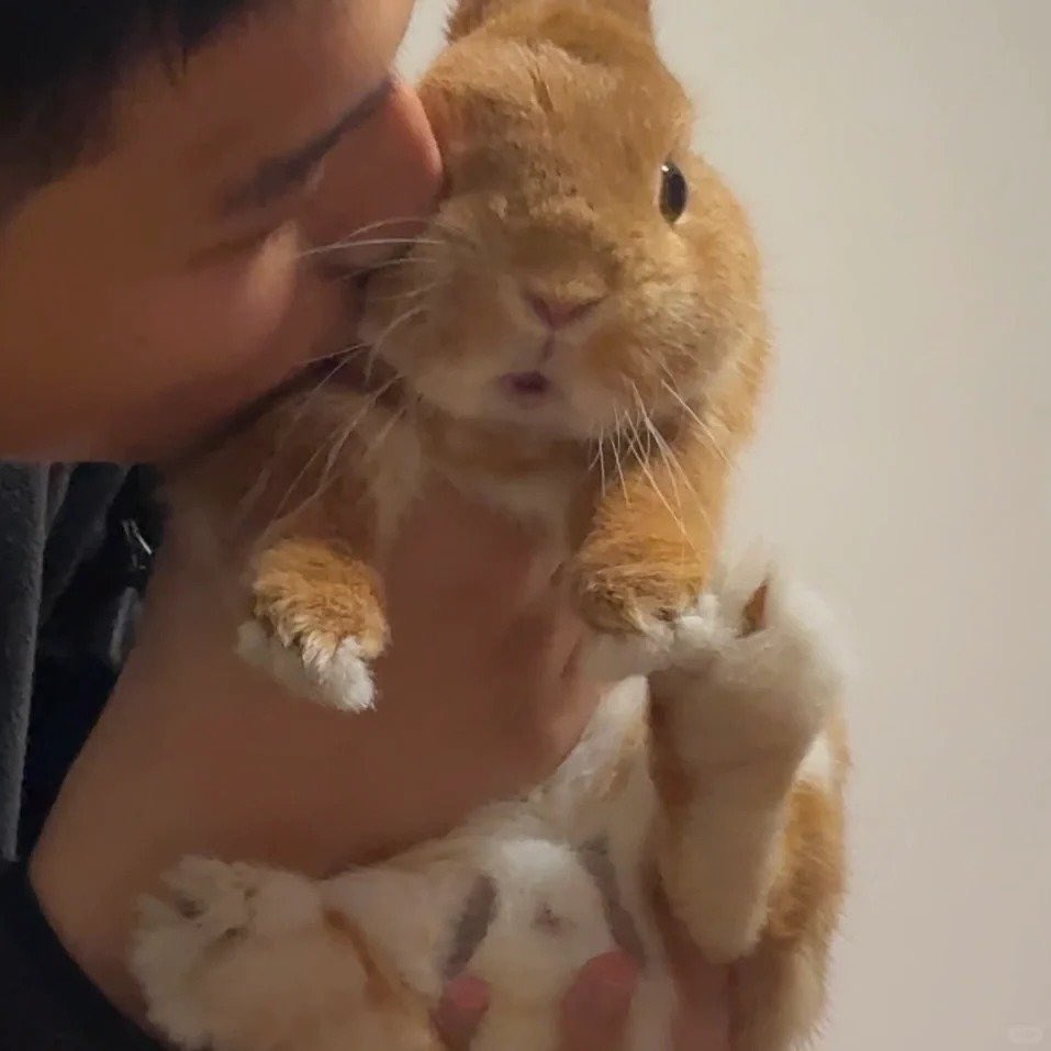 thepopularanimals tweet media