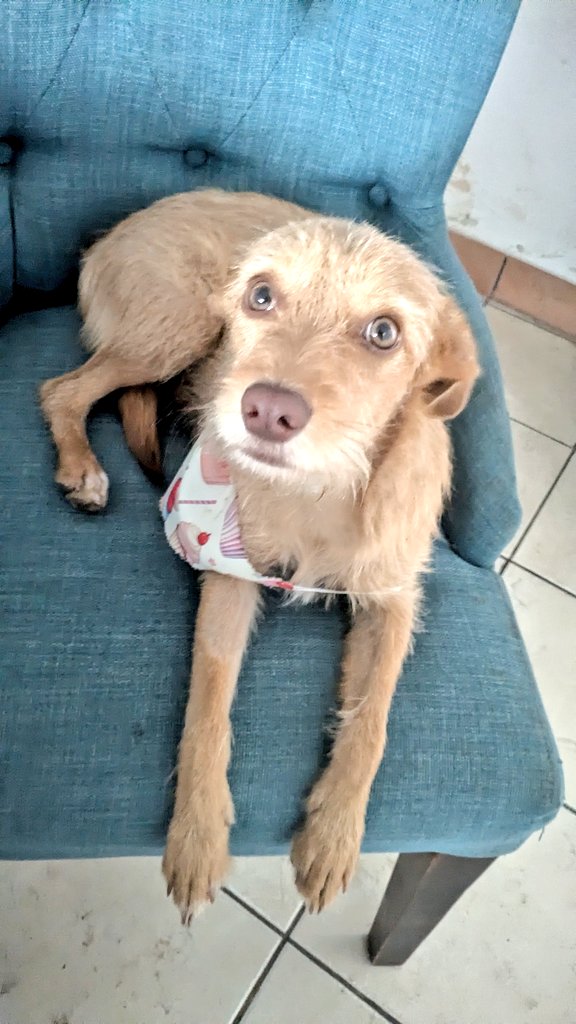 guatexanimales2's tweet photo. Caso 30-2026 Miel hembra
Ya solo su hermana sigue buscando fam tiene 10 meses es amorosa ideal para  apartamentos o casas pequeñas, para adoptar pide formulario y cambia una vida.
#AdoptaYCambiaUnaVida 
#adoptaunperro https://t.co/KvBUAaIRcO