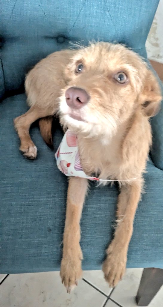 guatexanimales2's tweet photo. Caso 30-2026 Miel hembra
Ya solo su hermana sigue buscando fam tiene 10 meses es amorosa ideal para  apartamentos o casas pequeñas, para adoptar pide formulario y cambia una vida.
#AdoptaYCambiaUnaVida 
#adoptaunperro https://t.co/KvBUAaIRcO