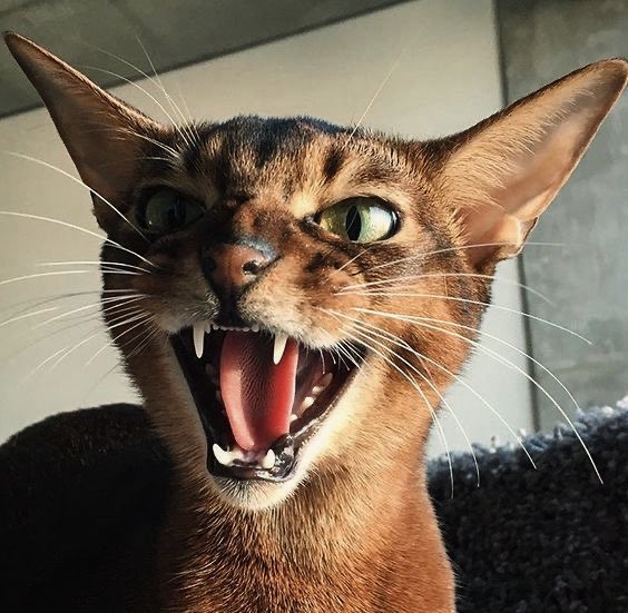 P.I.L.T. tweet media