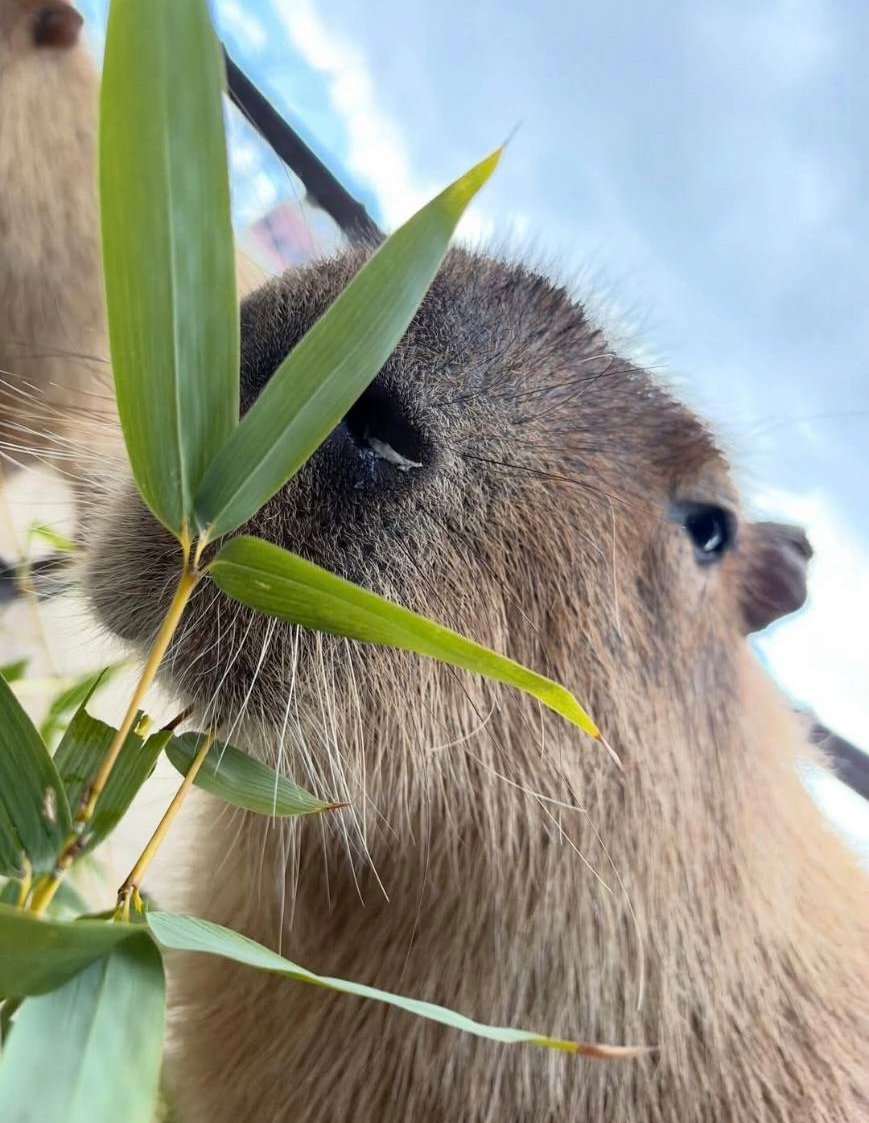 エクステリア設計施工会社チェリーガーデン🌴広報担当Saのつぶやき😋 tweet media