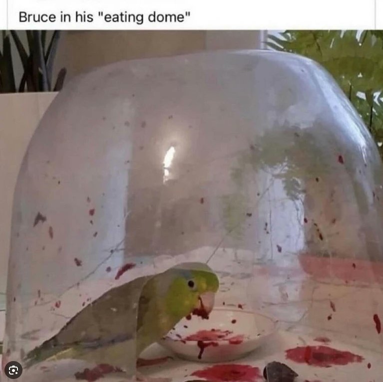 🪨 Geop! 🪨 tweet media