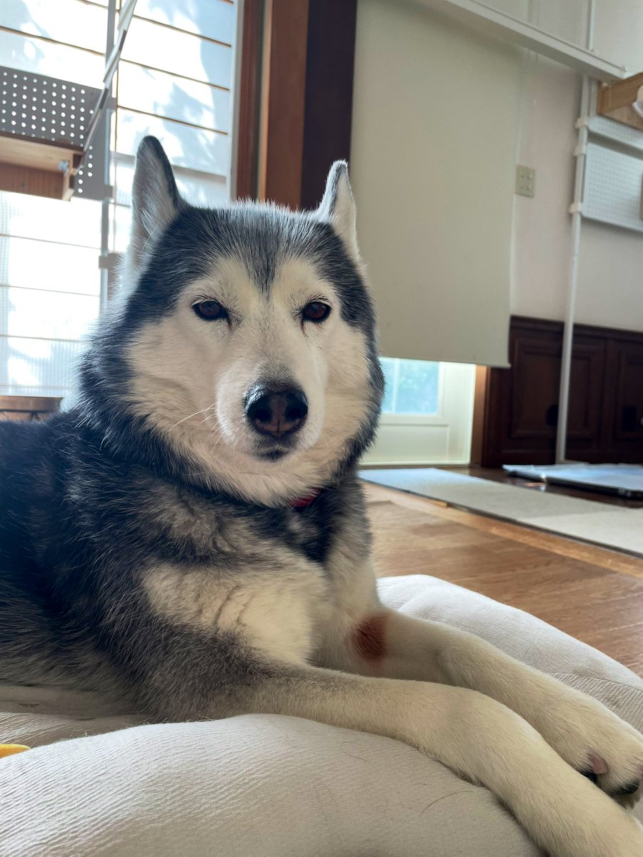 Heart the Husky & Koto the chatty cat tweet media