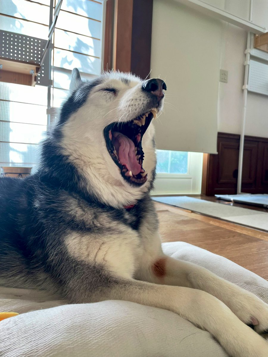 Heart the Husky & Koto the chatty cat tweet media