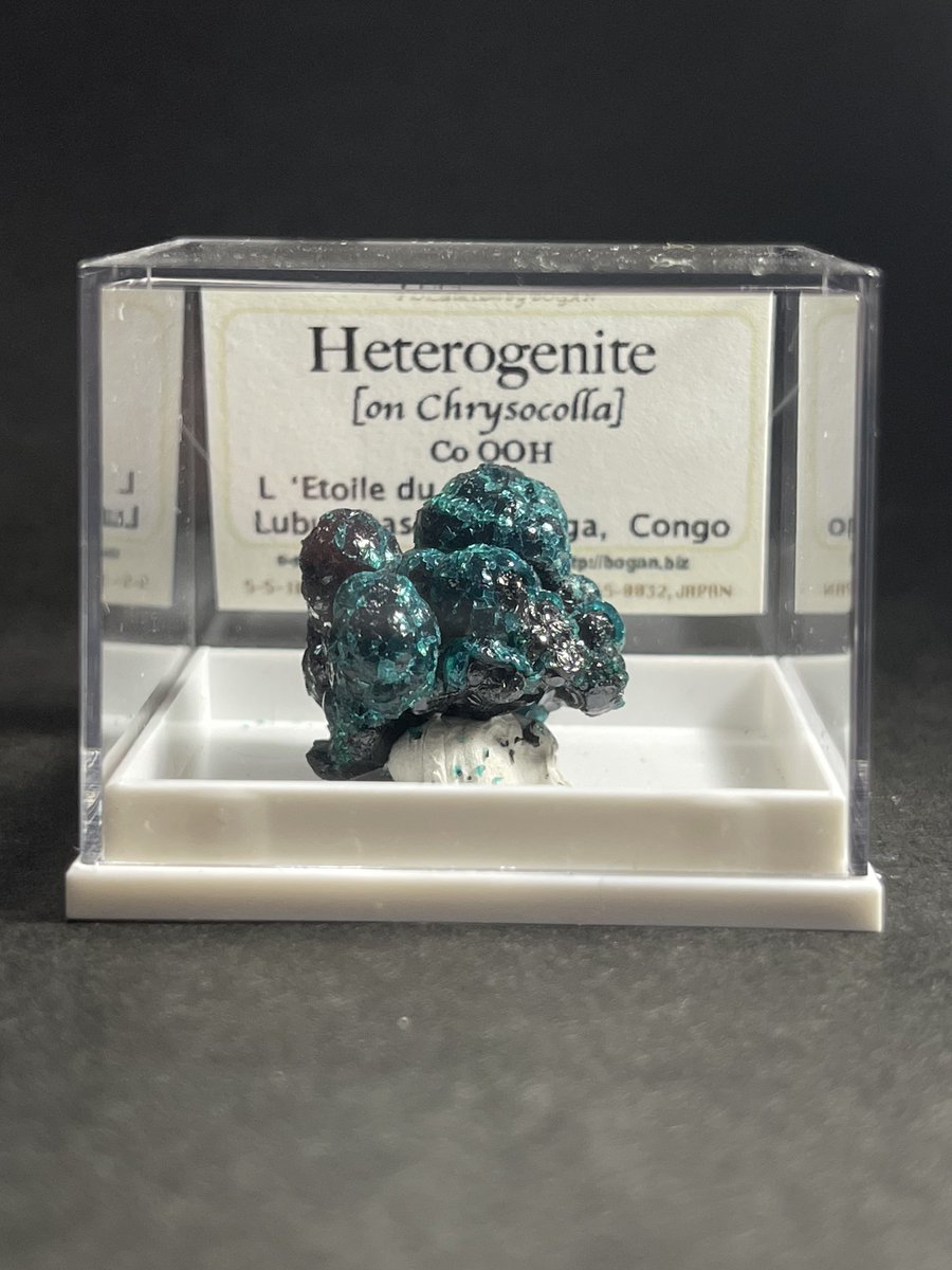 ネコプリン tweet media