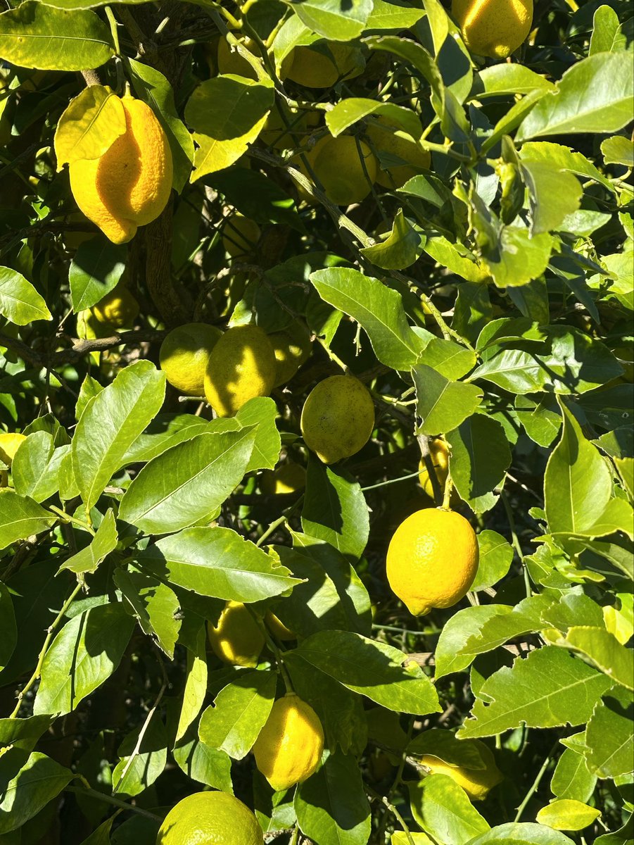 小林 広美@平塚漢方堂（水曜日・日曜日はお休みします。） tweet media