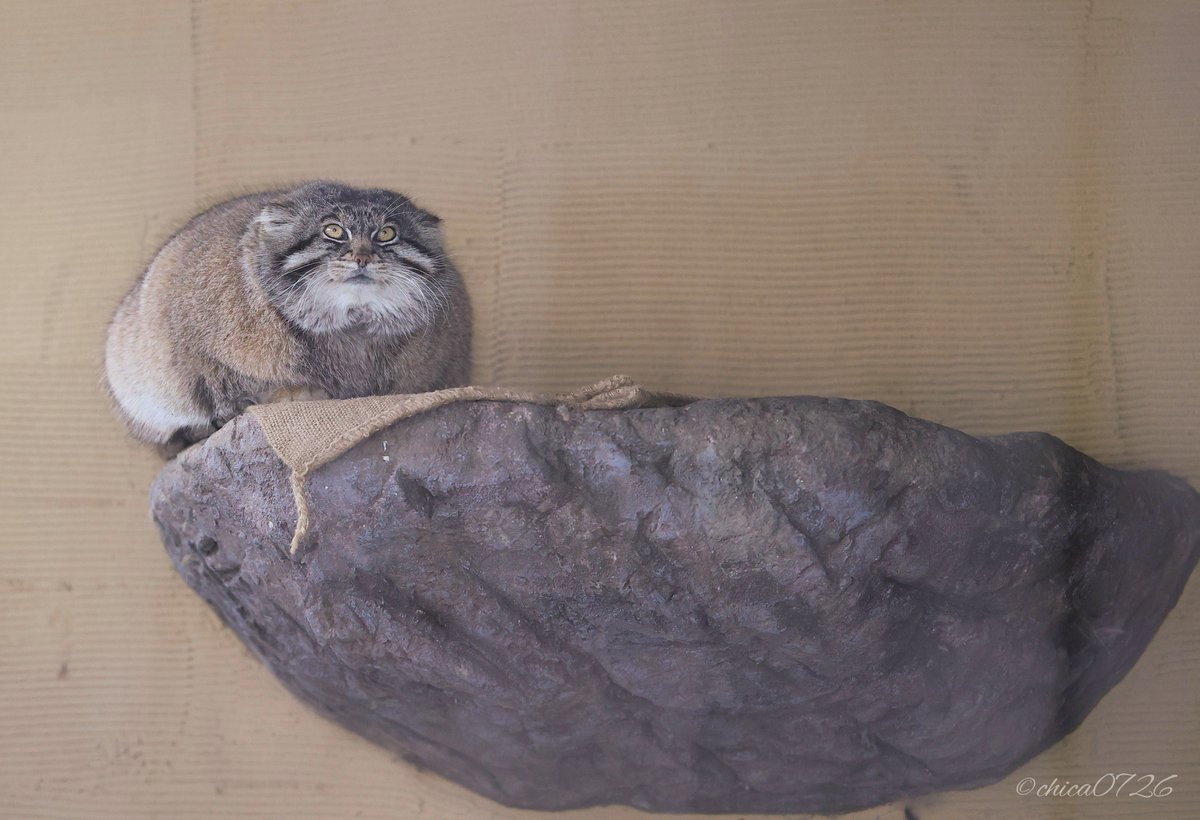 chica0726-cats&animals tweet media