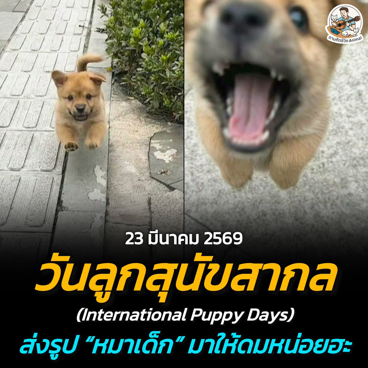ตามติดชีวิตAnimal tweet media