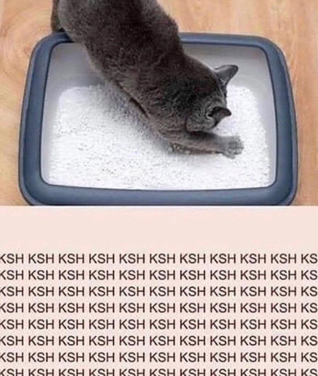 Punch Cat tweet media