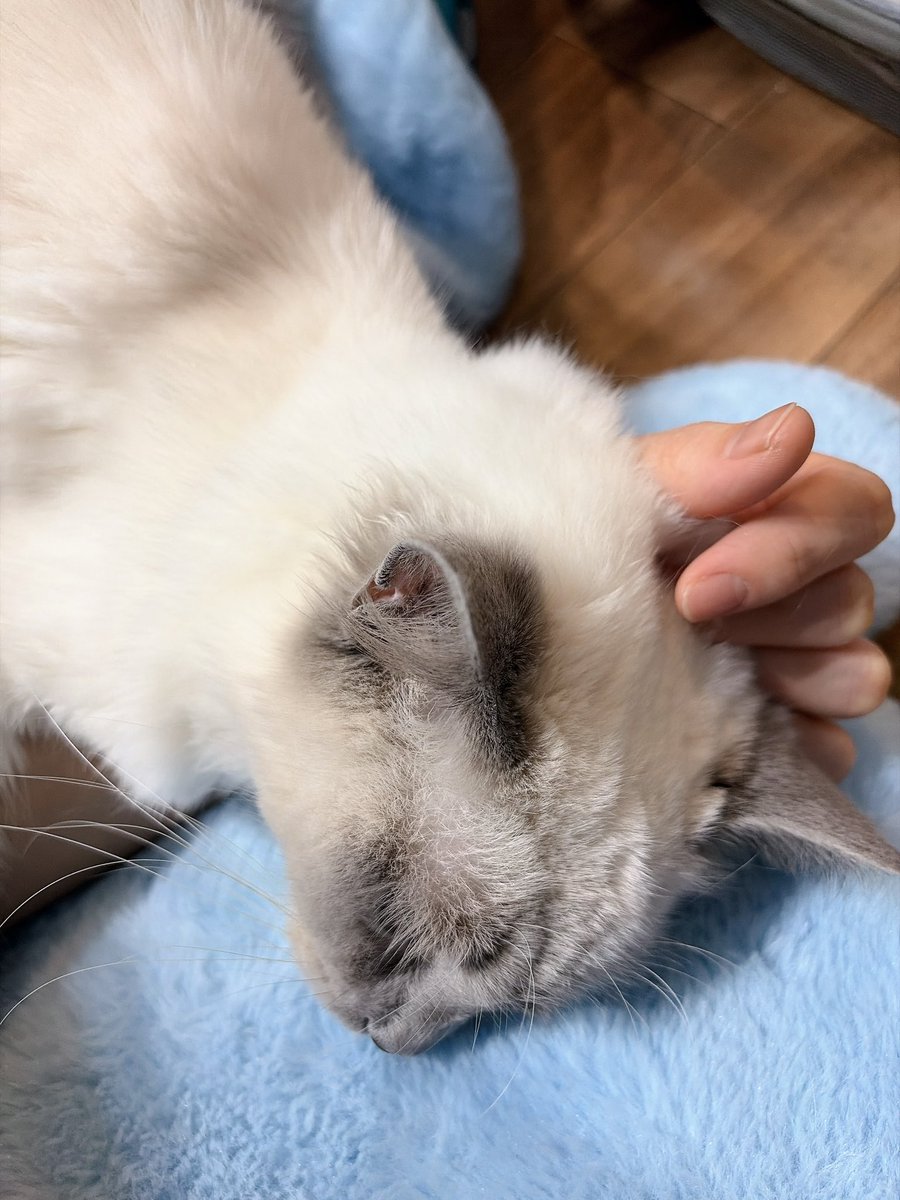 ご乱心ちゃん tweet media