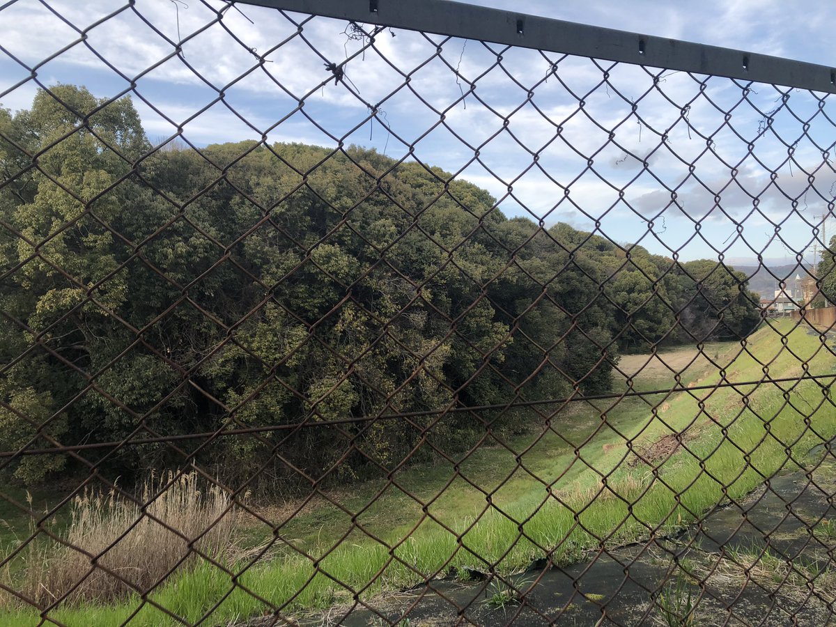 むぎちゃん　Mugi tweet media