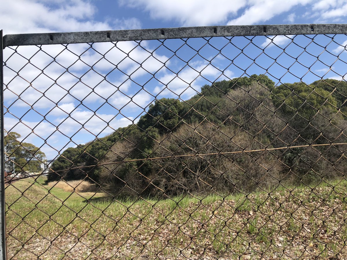 むぎちゃん　Mugi tweet media