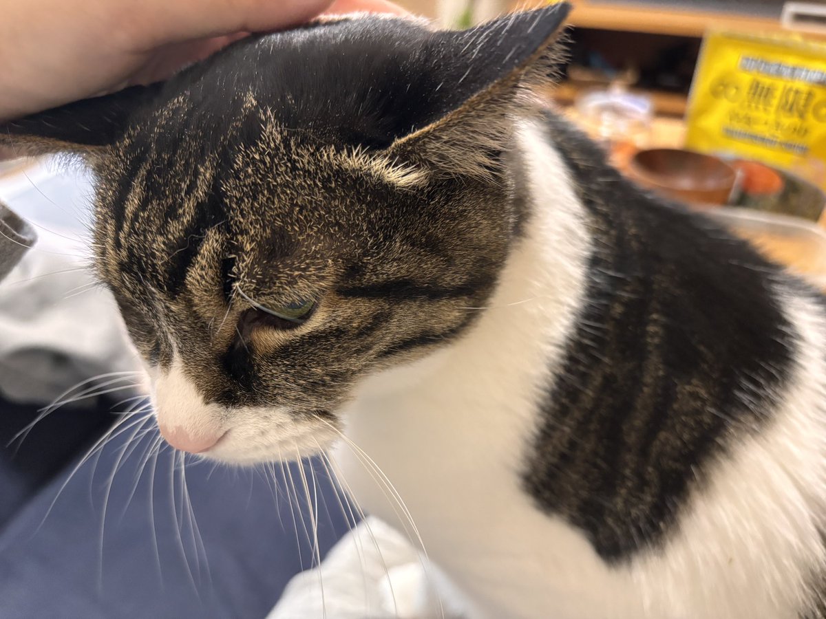 マスブチミナコ tweet media