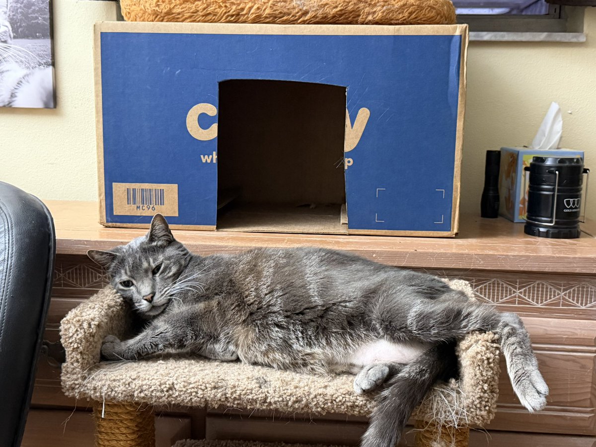 SkittlesFriends's tweet image. Sierra: So tell me my Furrends, does Hanging out on the Porch this #SundayEvening 
in front of the Chewy Box count for #CatBoxSunday 😹📦🏡

I hope that everyone has a Pleasant Week ahead. May it be filled with lots of Peace, Love, &amp;amp; Happiness ☮️💖😺
#CatsOfTwitter 
#Purrs4Peace