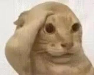 我是只會拖延的小狗VT泱姆（暫不接委託 可排單） tweet media