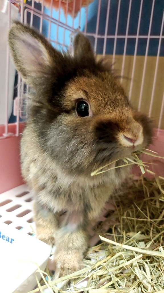 なかにしあい🍀中西愛 tweet media