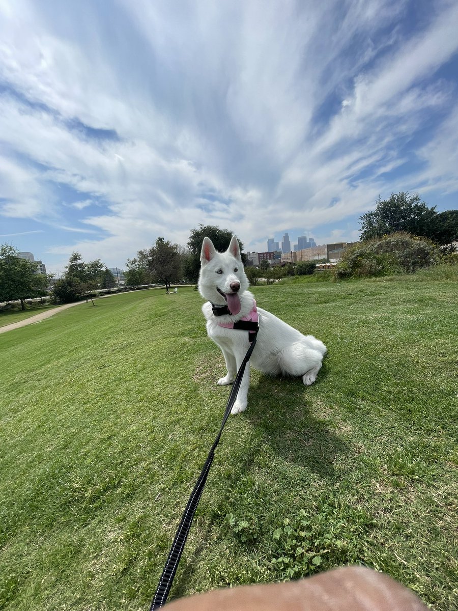 rlopez2139's tweet photo. Luna https://t.co/xtfw3IxiqW