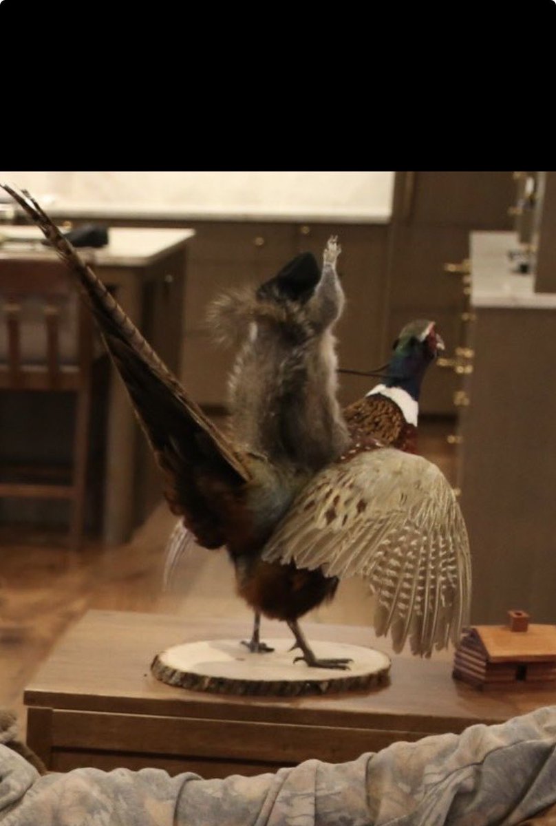 dbunch21's tweet photo. @lukecombs what do we have to do to get this cowboy squirrel riding the pheasant? 🔥 https://t.co/60bPUazMZR