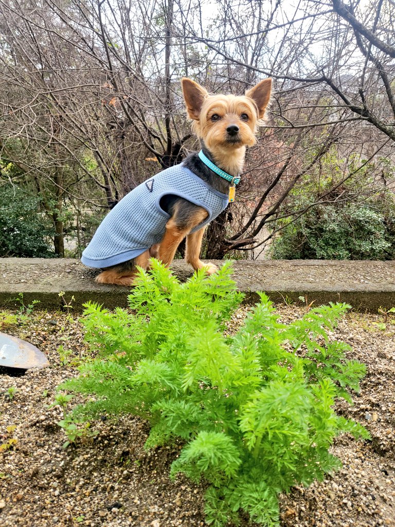 冷蔵庫の奥で忘れていたニンジン🥕からひょろーんと黄色い茎がのびてきて食べる気がしなくなったので畑に植えておいたら立派に成長しました

スギ花粉は大丈夫だったけどヒノキ花粉はやはり症状が出る…でも例年よりはかなり軽い方ではある
香辛料とかニンニクとか食べると腸が荒れて酷くなるみたいだ